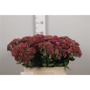 Sedum Mr Goodbud