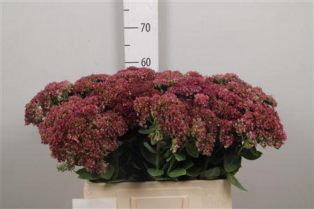 <h4>Sedum Mr Goodbud</h4>