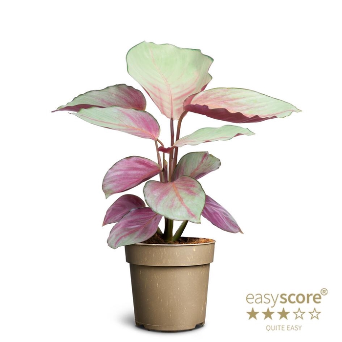 <h4>CALATHEA ROSEOPICTA p12</h4>