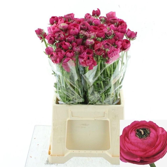 <h4>RAN EL HOT PINK</h4>