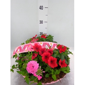 Perkplanten   ...mix /pot [Bedding]