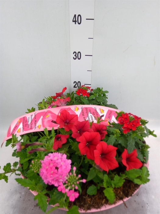 <h4>Perkplanten   ...mix /pot [Bedding]</h4>