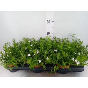 Lobelia erin. 'LagunTrail White'