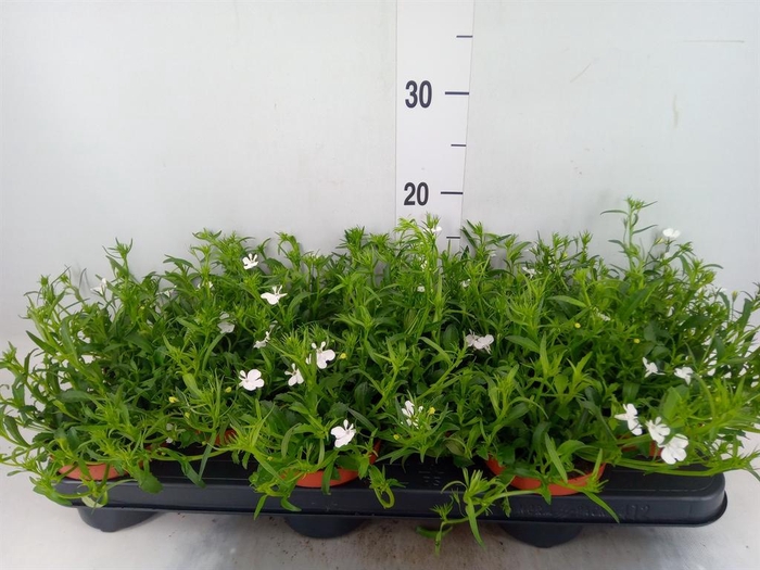 <h4>Lobelia erin. 'LagunTrail White'</h4>