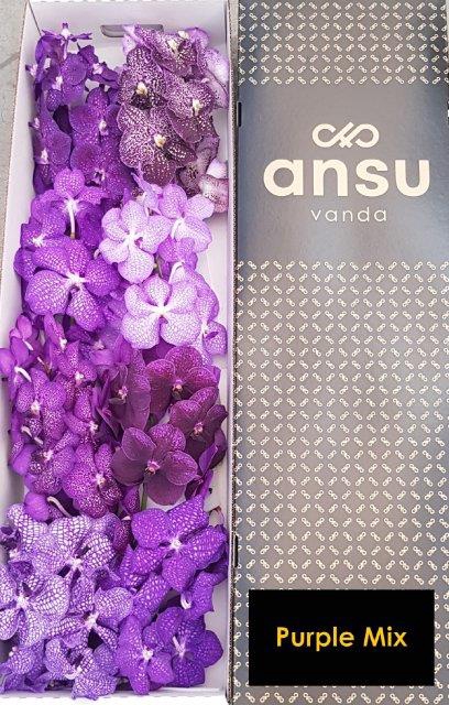 <h4>VANDA T GEMENGD</h4>