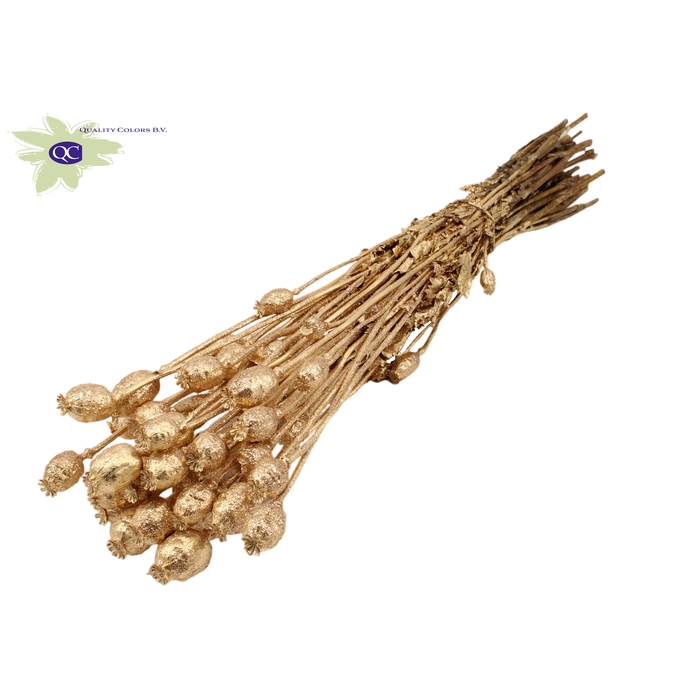 <h4>Papaver per bunch Antique + Glitter</h4>