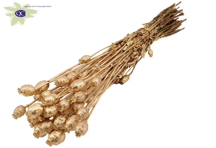 <h4>Papaver per bunch Antique Gold + Glitter</h4>