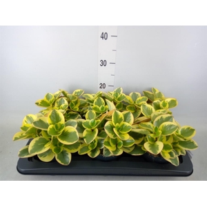 Peperomia obt. 'Obtipan Bicolor'