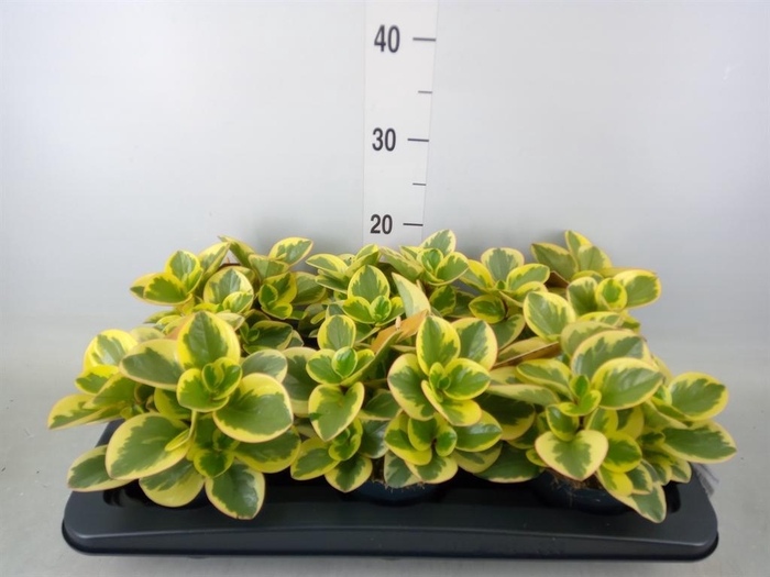 <h4>Peperomia obt. 'Obtipan Bicolor'</h4>