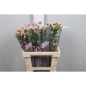 Di Tr Rascal Pink