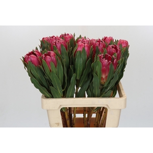 PROTEA BRENDA