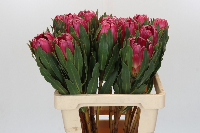 <h4>PROTEA BRENDA</h4>