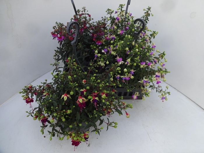 <h4>FUCHSIA GEM</h4>