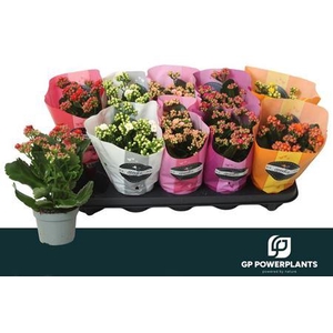 Kal Ge Perf Gem 6 Kl