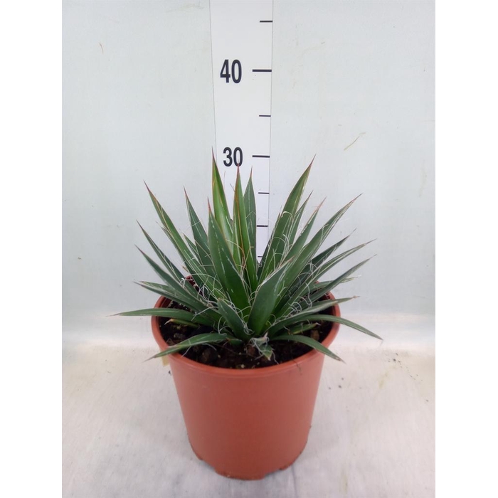 <h4>Agave filifera</h4>