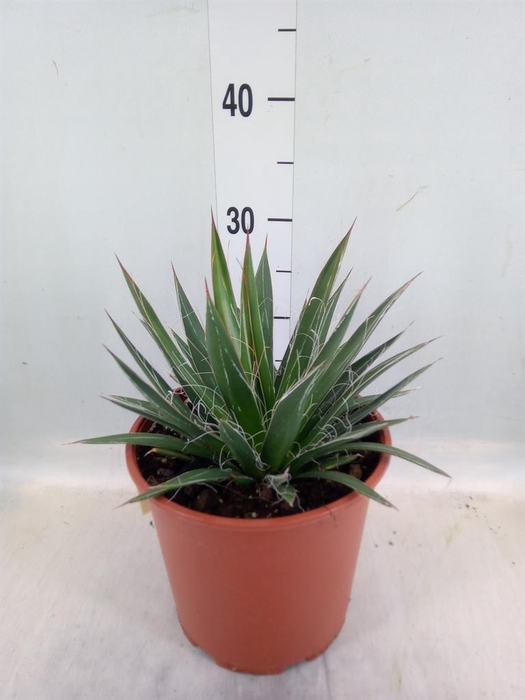 <h4>Agave filifera</h4>