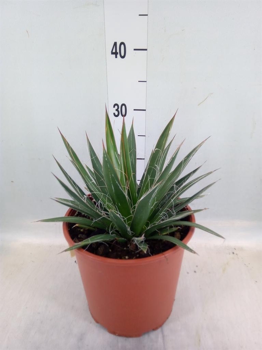 <h4>Agave filifera</h4>