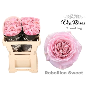 R GR REBELLION SWEET