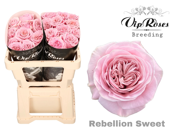 <h4>R GR REBELLION SWEET</h4>
