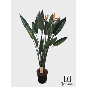 F Strelitzia Reginae (open bloem)