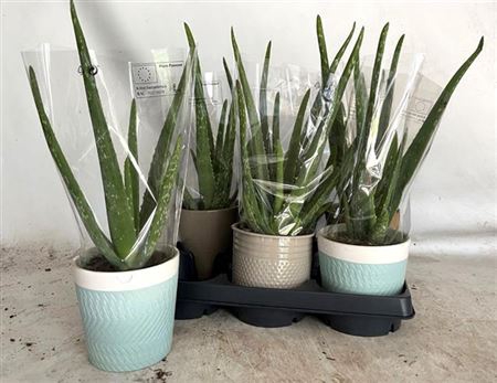 Aloe Vera Ceramic