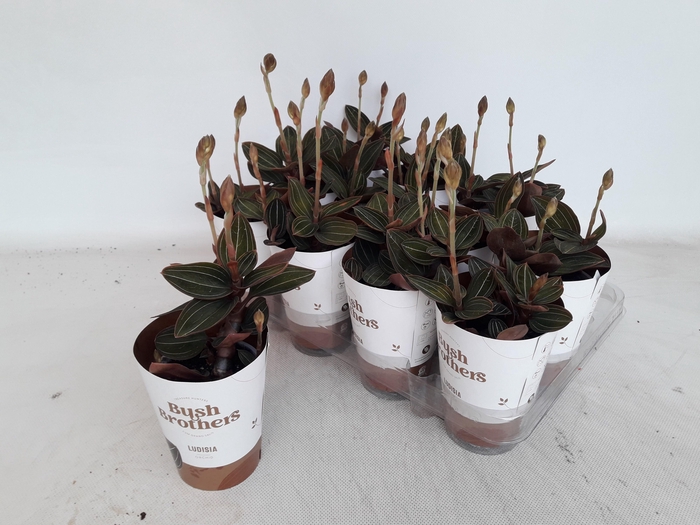 <h4>LUD DISCOLOR</h4>