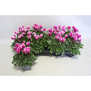 Cyclamen Super Serie Fuji Dark Violet
