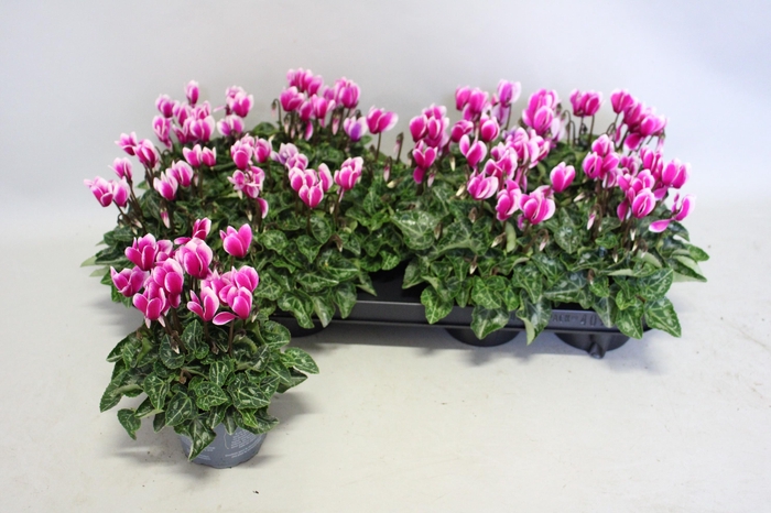 <h4>Cyclamen Super Serie Fuji Dark Violet</h4>