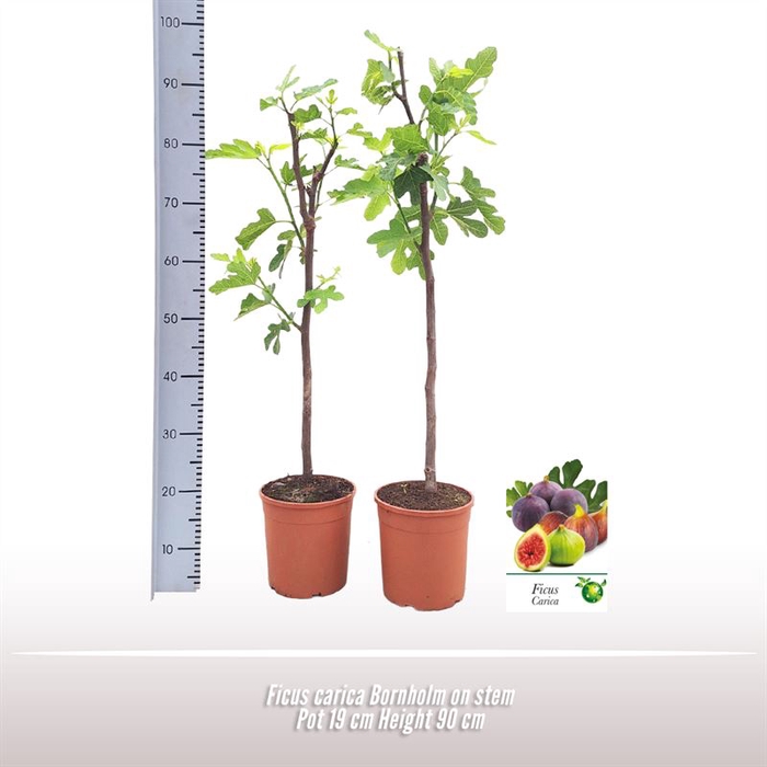 <h4>Ficus Carica Bornholm Stam</h4>