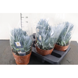 Curio Stelvio 15 Cm. Pot