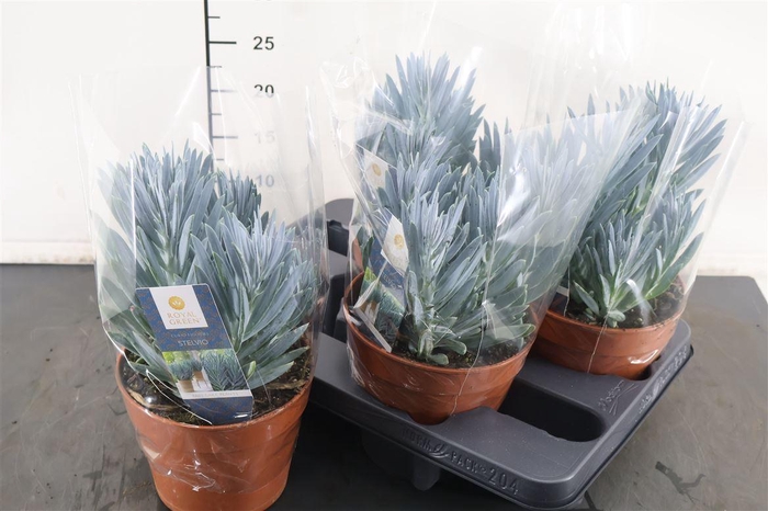 <h4>Curio Stelvio 15 Cm. Pot</h4>