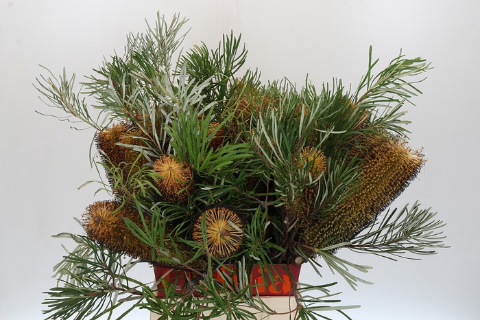 <h4>Banksia Spinulosa</h4>