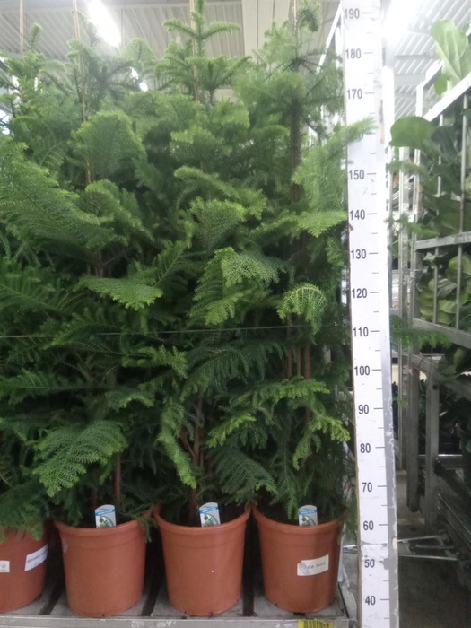 <h4>Ficus lyrata</h4>