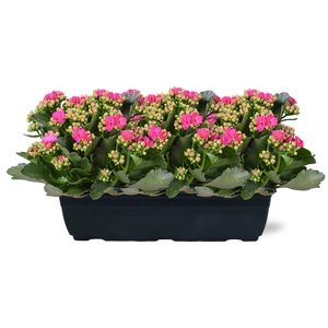 Hello Summer Kalanchoe Blossfeldiana in Duobak paars 40cm