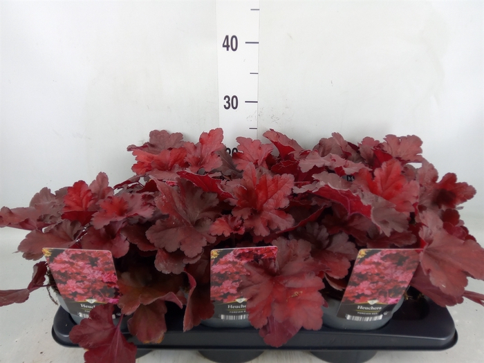 <h4>Heuchera   ...</h4>