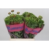 Ranunculus Romance Crown Bastille