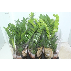 ZAMIOCULCAS P17