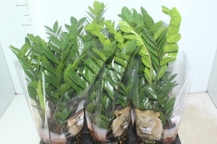 <h4>ZAMIOCULCAS P17</h4>