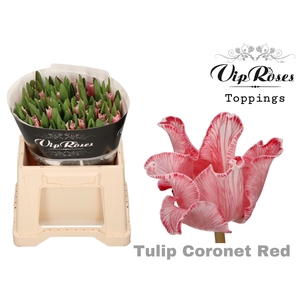 TU CO CORONET RED