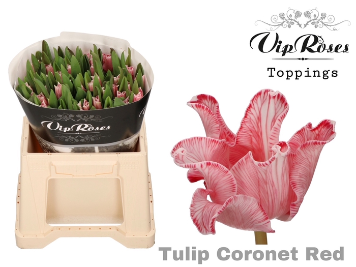 TU CO CORONET RED