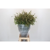 Chasmanthium Green