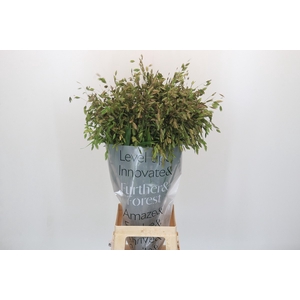Chasmanthium Green