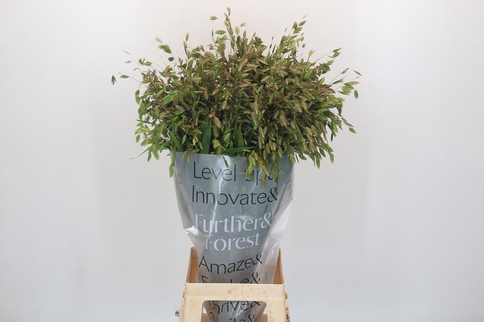 Chasmanthium Green