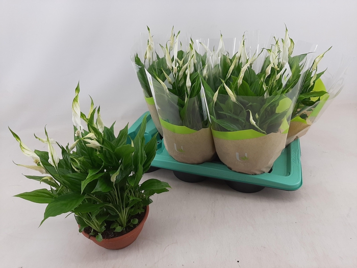 <h4>SPATH CHOPIN</h4>