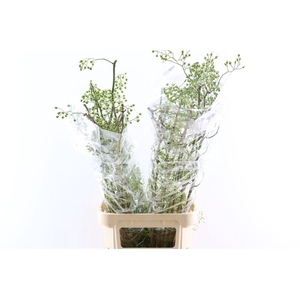 Rosa Corallo 120cm Ptk