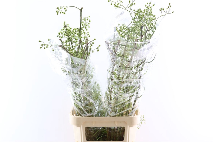 <h4>Rosa Corallo 120cm Ptk</h4>