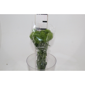 DIANTHUS GREEN BALL 050 CM