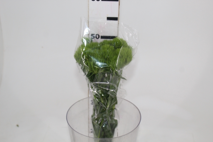 <h4>DIANTHUS GREEN BALL 050 CM</h4>