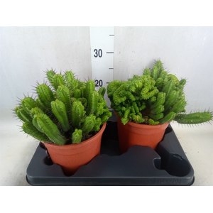 Euphorbia enopla