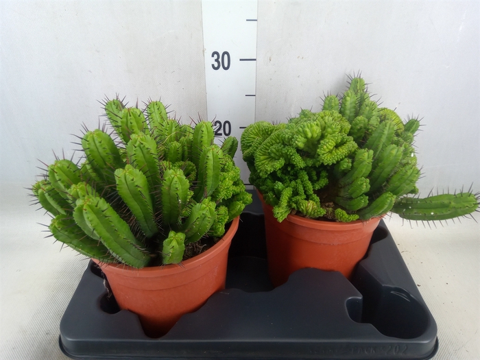 <h4>Euphorbia enopla</h4>